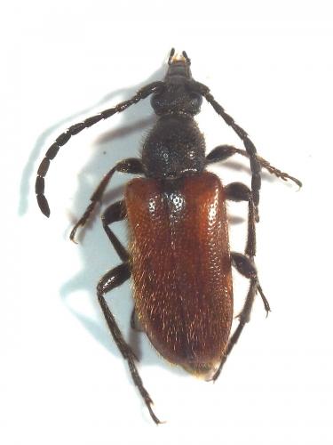Pseudovadonia livida